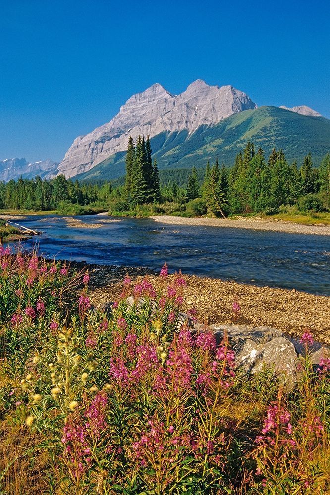 Canada-Alberta-Kananaskis Country Landscape with mountain-stream and fireweed flowers art print by Jaynes Gallery for $57.95 CAD